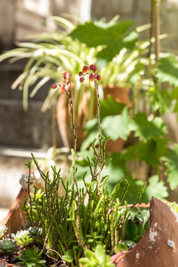 Luxury Apartment Silvana With Beautiful Garden Spalato Esterno foto